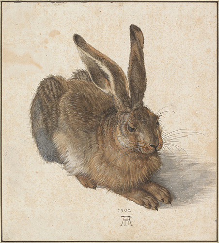 1200px-Albrecht_Dürer_-_Hare,1502-_Google_Art_Project