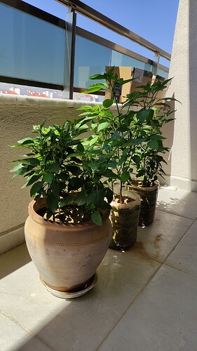 IMG_20210817_111110