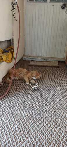 IMG-20210529-WA0003