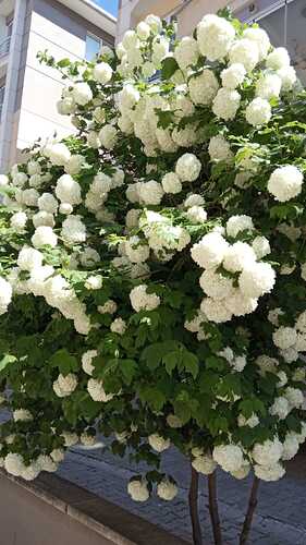 IMG-20210509-WA0002