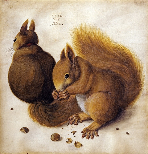 1200px-Durer-ecureuil