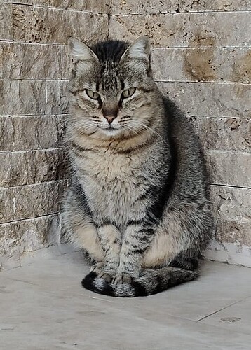 sfenks kedi-