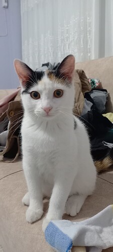 Screenshot_20241023_202713_Gallery