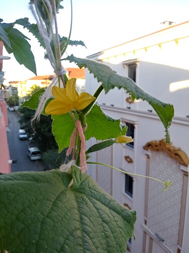 20210629_195231_HDR