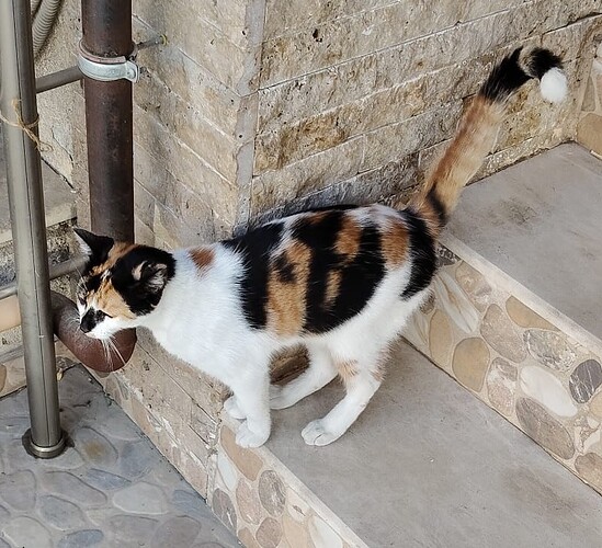 MİAYAŞKO