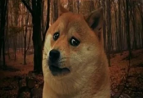 doge sad meme