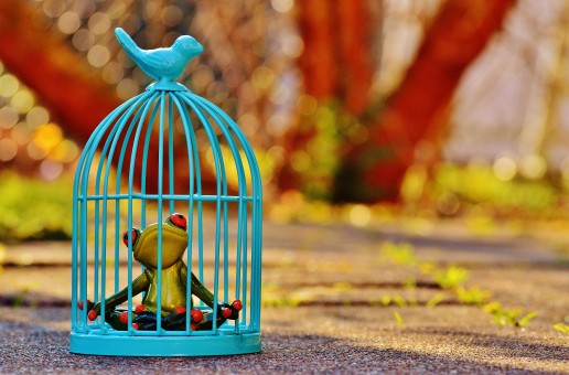 frog_cage_imprisoned_sad_figure_funny_cute_caught-816875